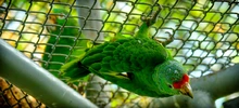 Dagma libera 49 especies de fauna silvestre en el Pacífico vallecaucano