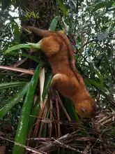 Dagma libera 49 especies de fauna silvestre en el Pacífico vallecaucano