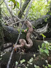 Dagma libera 49 especies de fauna silvestre en el Pacífico vallecaucano