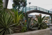 Puente peatonal se convertirá en un balcón verde sobre la Calle 5