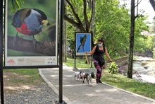Los pájaros se tomaron la ribera del río Cali