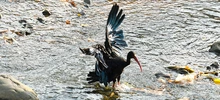 Avistamiento de aves en el corredor ambiental Río Cali