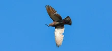 Avistamiento de aves en el corredor ambiental Río Cali