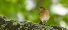Avistamiento de aves en el corredor ambiental Río Cali