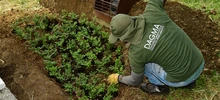 DAGMA conmemora 7 de agosto con jornada ambiental 