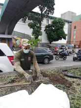 Limpieza y restauración de zonas verdes en el corredor ambiental Calle 5