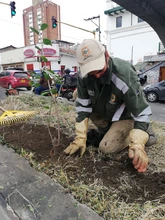 Limpieza y restauración de zonas verdes en el corredor ambiental Calle 5