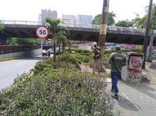 Limpieza y restauración de zonas verdes en el corredor ambiental Calle 5