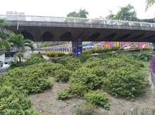 Limpieza y restauración de zonas verdes en el corredor ambiental Calle 5