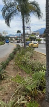 Limpieza y restauración de zonas verdes en el corredor ambiental Calle 5