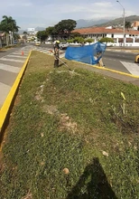 Limpieza y restauración de zonas verdes en el corredor ambiental Calle 5
