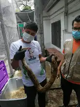 86 individuos silvestres atendidos por el Dagma, serán liberados en zona rural de Cesar