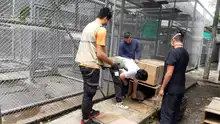 86 individuos silvestres atendidos por el Dagma, serán liberados en zona rural de Cesar