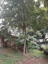El Burilico, un sobreviviente que regresa al paisaje de Cali 