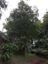El Burilico, un sobreviviente que regresa al paisaje de Cali 