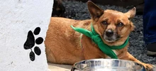 Alcaldía inauguró centro de atención para animales de compañía de habitantes de y en calle