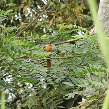Avanza el Parque Ambiental Corazón de Pance