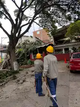 Acciones coordinadas  para atención de volcamiento de individuos arbóreos