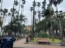 Diagnóstico arbóreo en la Plaza de Caycedo