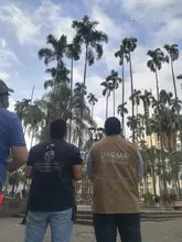 Diagnóstico arbóreo en la Plaza de Caycedo