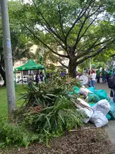 Embellecimiento, recuperación de espacios  verdes y nuevos jardines para Cali
