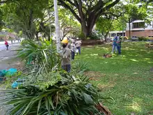 Embellecimiento, recuperación de espacios  verdes y nuevos jardines para Cali