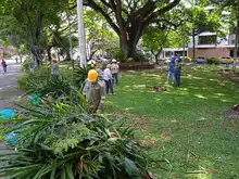 Embellecimiento, recuperación de espacios  verdes y nuevos jardines para Cali