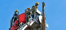 Inicio la intervención de 14 palmas ubicadas en la Plaza de Cayzedo 