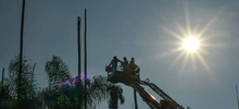 Inicio la intervención de 14 palmas ubicadas en la Plaza de Cayzedo 