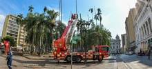 Inicio la intervención de 14 palmas ubicadas en la Plaza de Cayzedo 