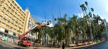 Inicio la intervención de 14 palmas ubicadas en la Plaza de Cayzedo 