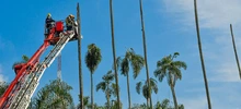Inicio la intervención de 14 palmas ubicadas en la Plaza de Cayzedo 