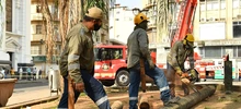 Inicio la intervención de 14 palmas ubicadas en la Plaza de Cayzedo 