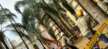 Inicio la intervención de 14 palmas ubicadas en la Plaza de Cayzedo 
