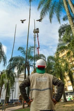 Dagma sigue trabajos para recuperar el verde de la Plaza de Cayzedo