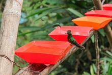 El turismo caleño se impulsará con bosques mágicos y avistamiento de aves