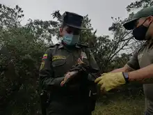 Liberaciones de fauna silvestre decomisada por tráfico ilegal 