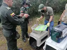 Liberaciones de fauna silvestre decomisada por tráfico ilegal 