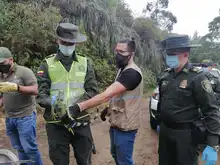 Liberaciones de fauna silvestre decomisada por tráfico ilegal 
