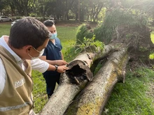 Despedida de una de las acacias del Hospital Geriátrico San Miguel