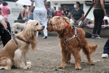 Más de 3000 cupos para esterilización de mascotas en la comuna 21