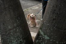 Más de 3000 cupos para esterilización de mascotas en la comuna 21