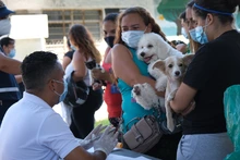 Más de 3000 cupos para esterilización de mascotas en la comuna 21