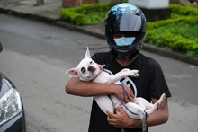 Más de 3000 cupos para esterilización de mascotas en la comuna 21