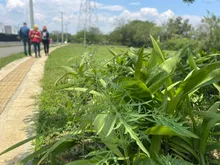 Cali respira aire renovado con el nuevo pulmón verde para la ciudad