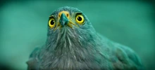 Cali, territorio rico y privilegiado en flora y fauna. Informe especial en el día de la biodiversidad