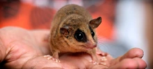Cali, territorio rico y privilegiado en flora y fauna. Informe especial en el día de la biodiversidad