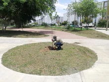 Ciudad Pacífica cuenta desde hoy con un nuevo pulmón verde