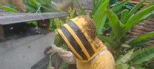 Abejas Apis Mellifera fueron rescatadas y llevadas al apiario de Villacarmelo