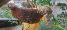 Abejas Apis Mellifera fueron rescatadas y llevadas al apiario de Villacarmelo